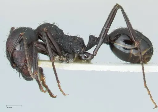 Messor piceus - FOCOL1287