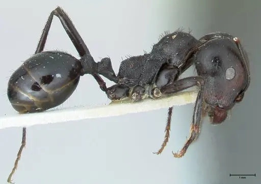 Messor piceus - FOCOL1287