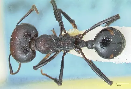 Messor piceus - FOCOL1288