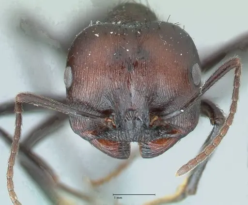 Messor piceus - FOCOL1288