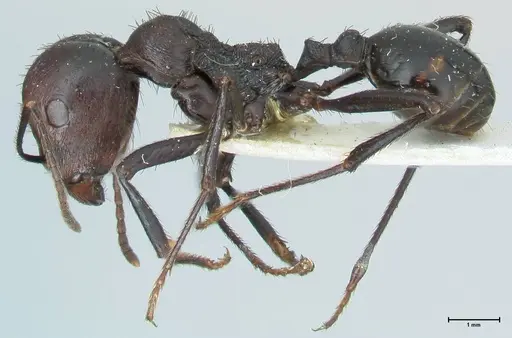 Messor piceus - FOCOL1288