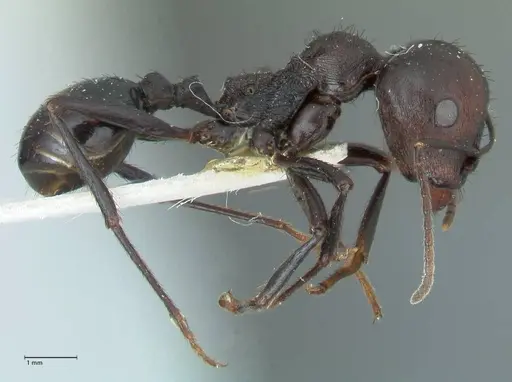 Messor piceus - FOCOL1288