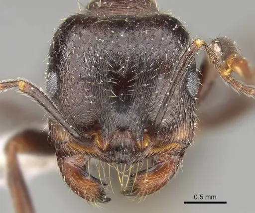 Messor ponticus specimen