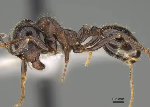 Messor ponticus specimen