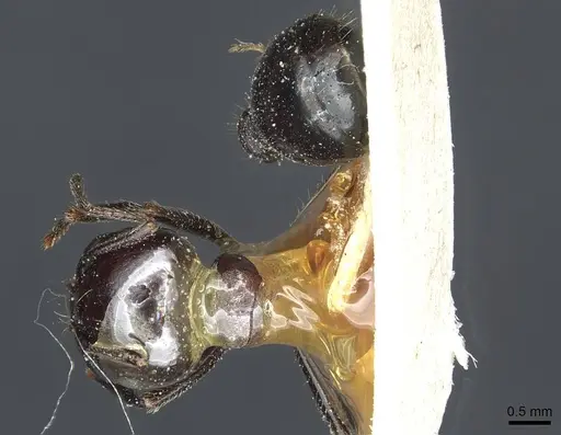 Messor postpetiolatus specimen