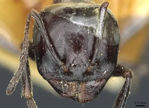 Messor postpetiolatus specimen