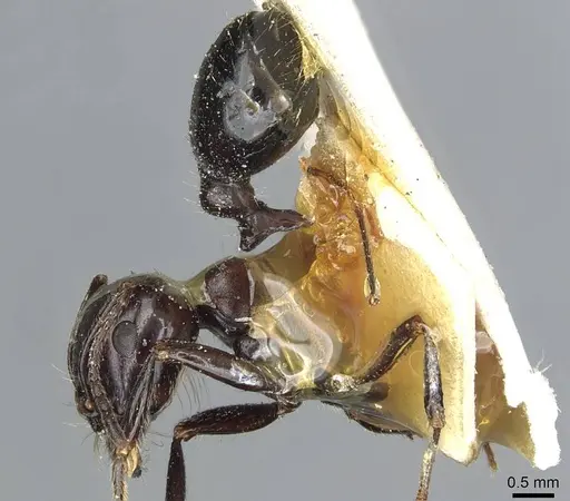 Messor postpetiolatus specimen