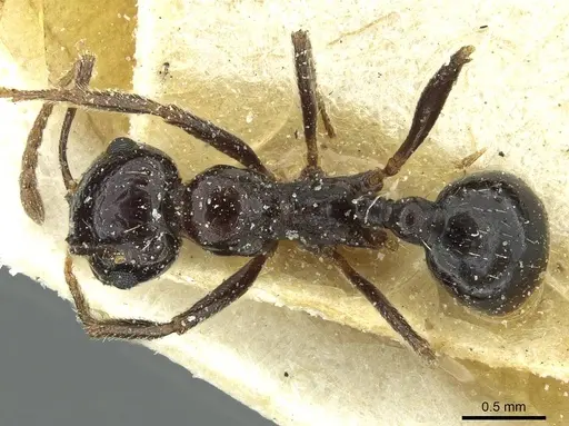 Messor postpetiolatus - CASENT0913211