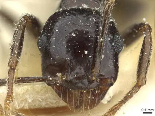 Messor postpetiolatus - CASENT0913211