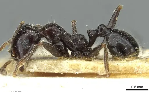 Messor postpetiolatus - CASENT0913211