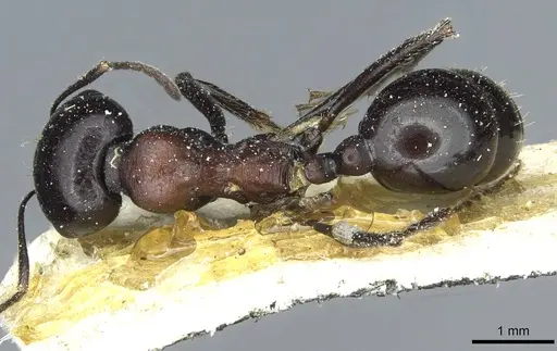 Messor postquadratus specimen