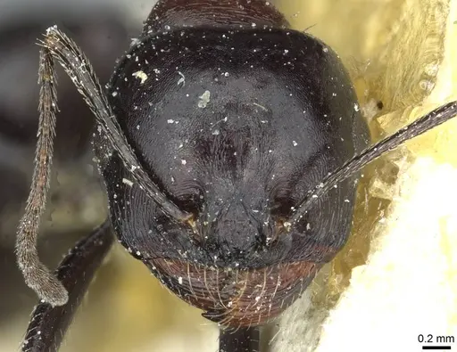 Messor postquadratus specimen