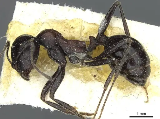Messor postquadratus specimen