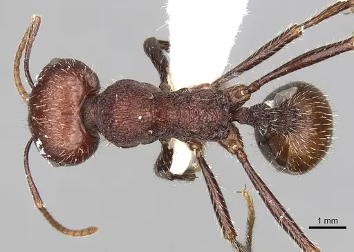 Messor regalis specimen