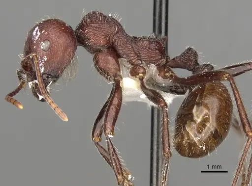 Messor regalis specimen