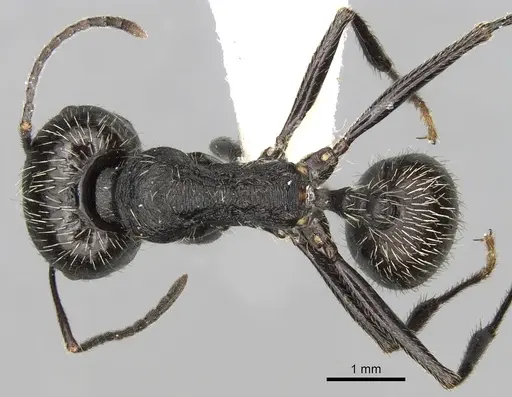 Messor reticuliventris specimen