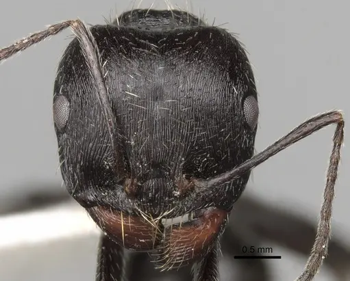 Messor reticuliventris specimen