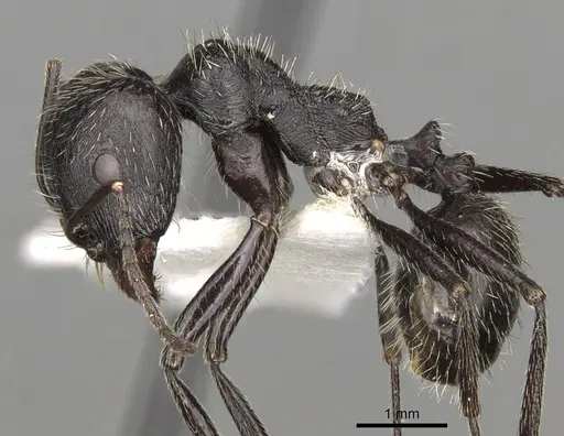 Messor reticuliventris specimen
