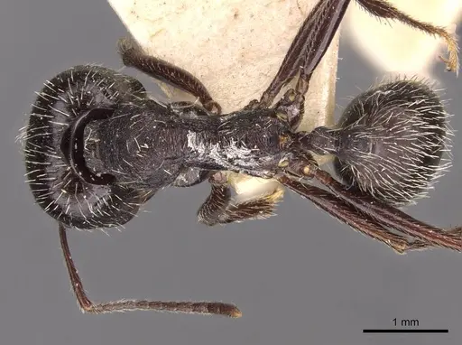 Messor reticuliventris - CASENT0907725