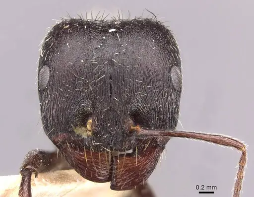 Messor reticuliventris - CASENT0907725