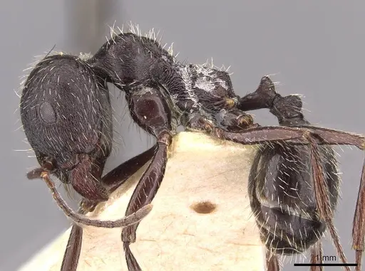 Messor reticuliventris - CASENT0907725