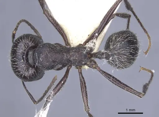 Messor reticuliventris - CASENT0916922