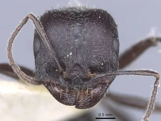 Messor reticuliventris - CASENT0916922