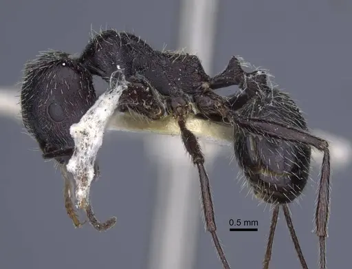 Messor reticuliventris - CASENT0916922