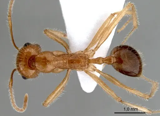 Messor rufotestaceus specimen