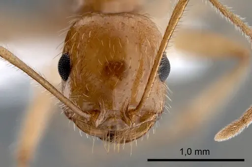 Messor rufotestaceus specimen