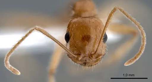 Messor rufotestaceus specimen