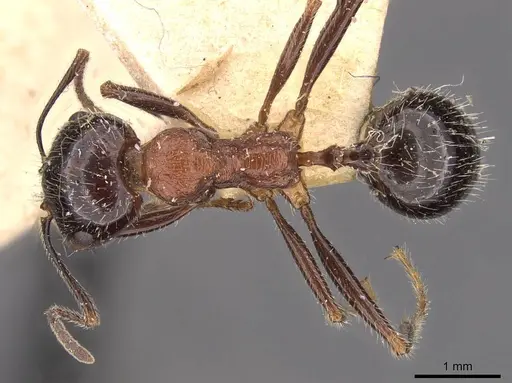 Messor rufus specimen