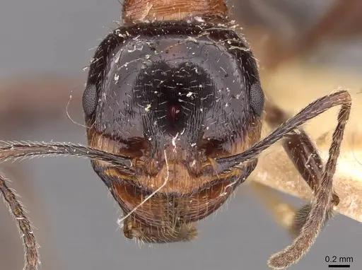 Messor rufus specimen