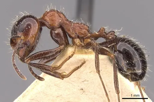 Messor rufus specimen