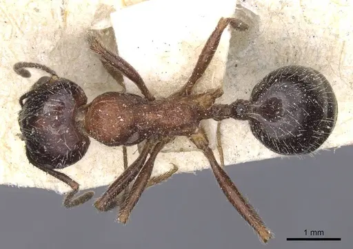 Messor rufus - CASENT0913213