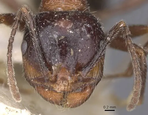 Messor rufus - CASENT0913213