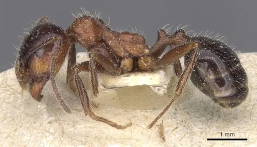 Messor rufus - CASENT0913213