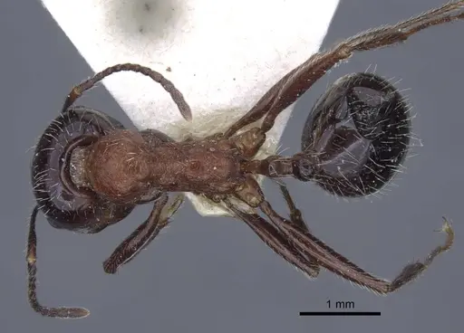 Messor rufus - CASENT0916930