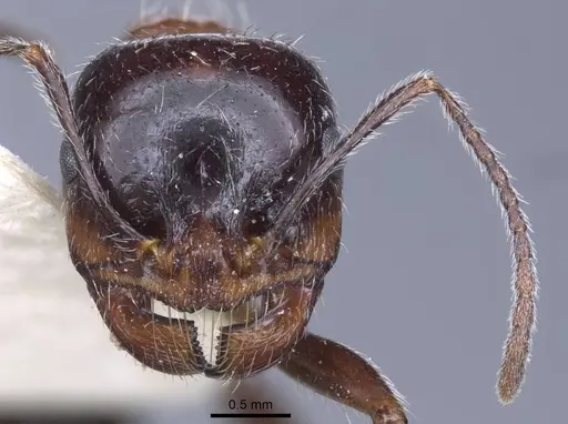 Messor rufus - CASENT0916930