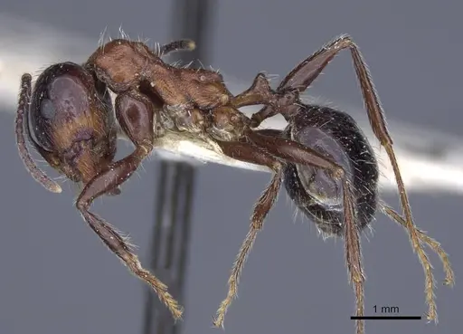 Messor rufus - CASENT0916930