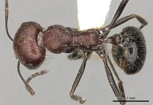 Messor rugosus specimen