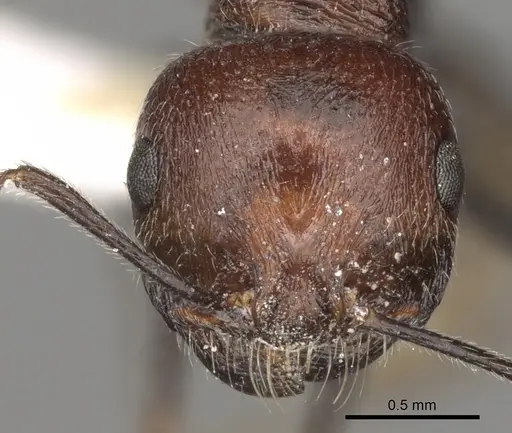 Messor rugosus specimen