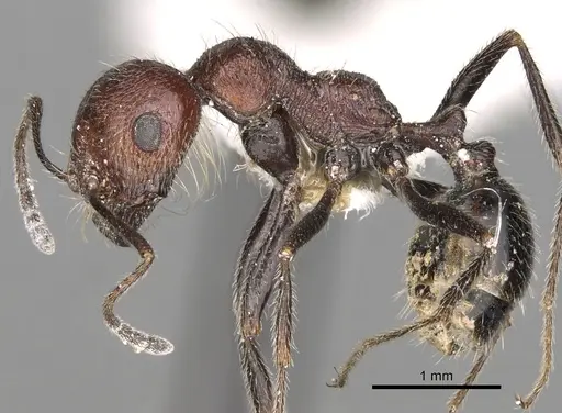 Messor rugosus specimen