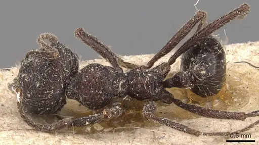 Messor rugosus - CASENT0907755