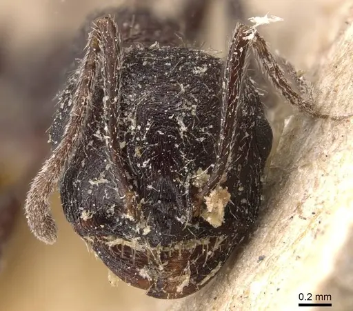 Messor rugosus - CASENT0907755