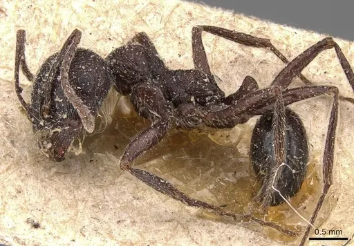 Messor rugosus - CASENT0907755