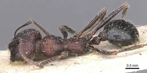 Messor rugosus - CASENT0913214