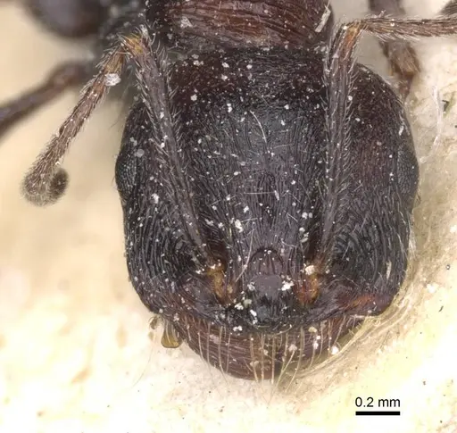 Messor rugosus - CASENT0913214