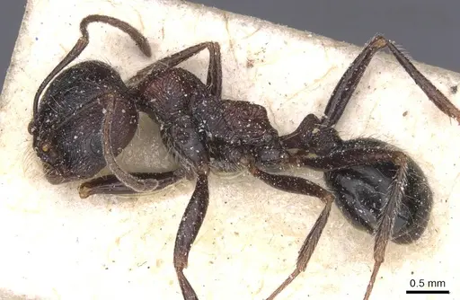 Messor rugosus - CASENT0913214