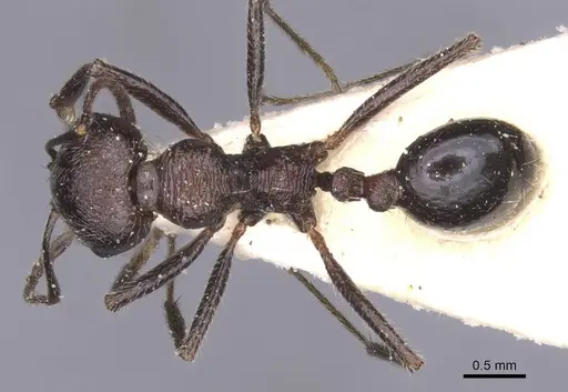 Messor rugosus - CASENT0913215